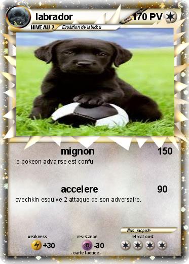 Pokemon labrador