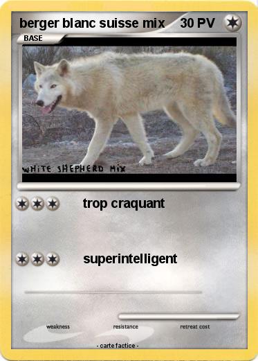 Pokemon berger blanc suisse mix