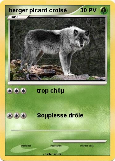 Pokemon berger picard croisé