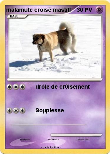 Pokemon malamute croisé mastiff