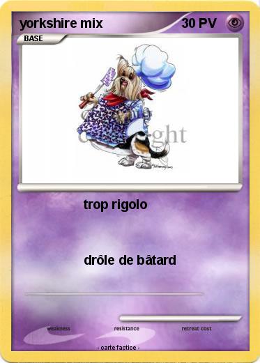 Pokemon yorkshire mix