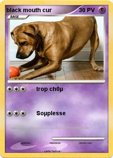 Pokemon black mouth cur