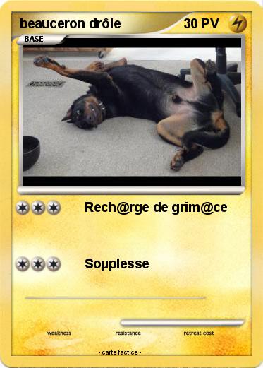Pokemon beauceron drôle