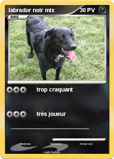 Pokemon labrador noir mix