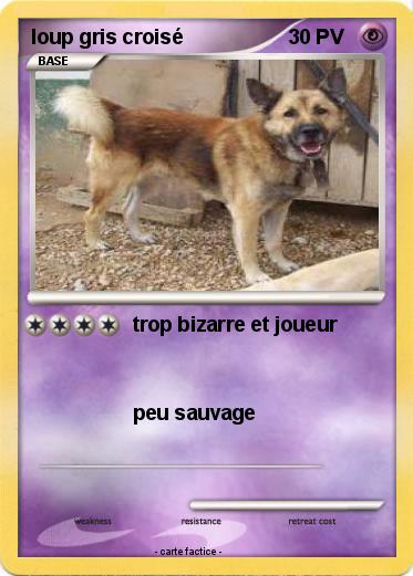Pokemon loup gris croisé