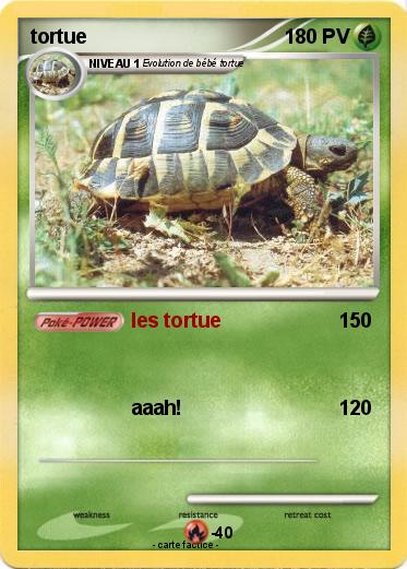 Pokemon tortue