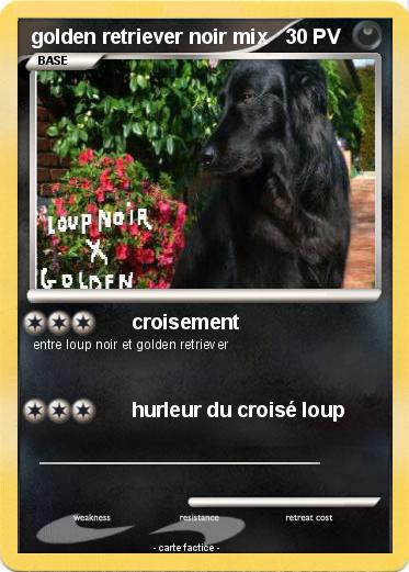 Pokemon golden retriever noir mix