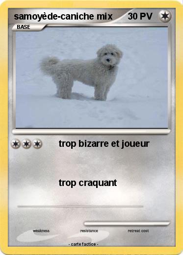 Pokemon samoyède-caniche mix