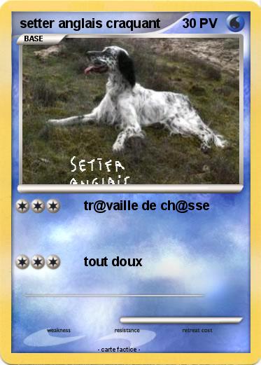 Pokemon setter anglais craquant