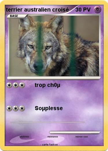 Pokemon terrier australien croisé
