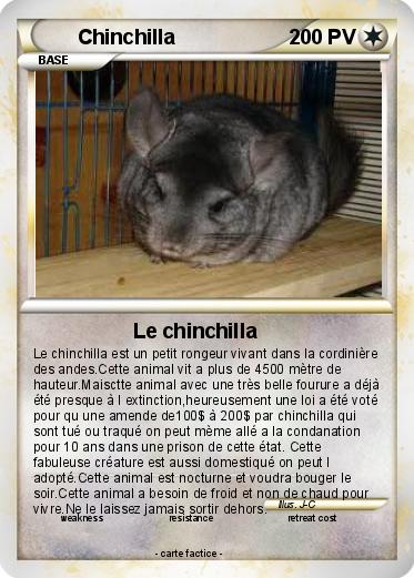 Pokemon Chinchilla