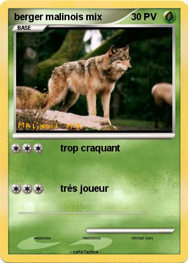 Pokemon berger malinois mix