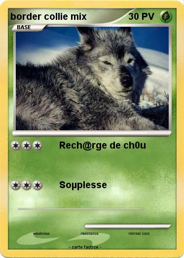 Pokemon border collie mix