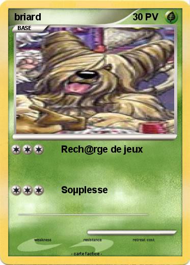 Pokemon briard