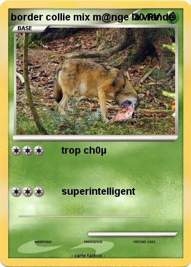 Pokemon border collie mix m@nge la viande