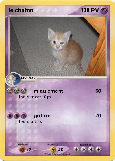 Pokemon le chaton