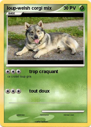 Pokemon loup-welsh corgi mix