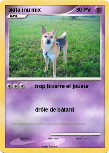 Pokemon akita inu mix