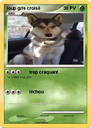 Pokemon loup gris croisé