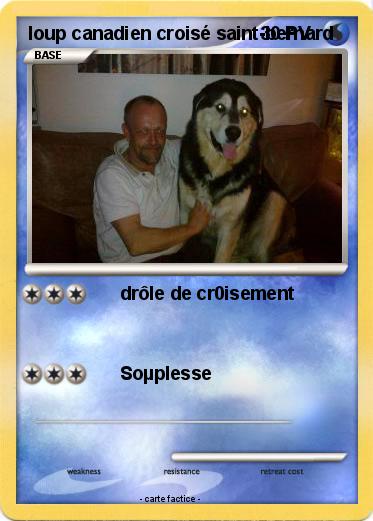 Pokemon loup canadien croisé saint-bernard