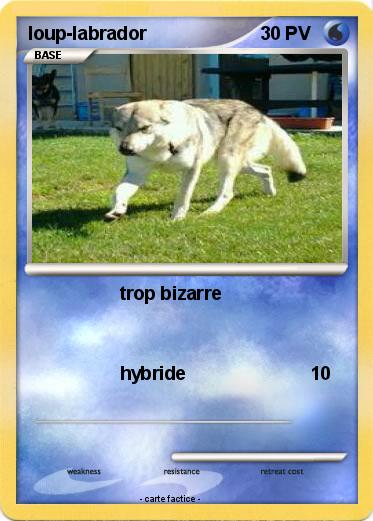 Pokemon loup-labrador