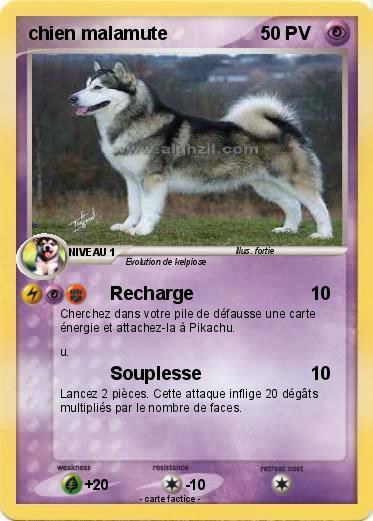 Pokemon chien malamute