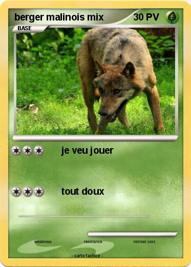 Pokemon berger malinois mix