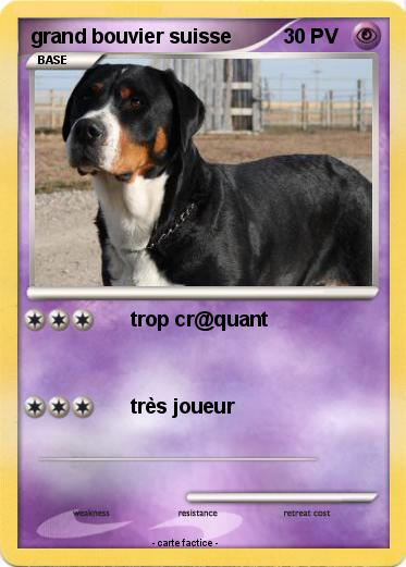 Pokemon grand bouvier suisse