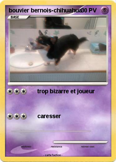 Pokemon bouvier bernois-chihuahua