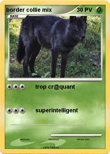 Pokemon border collie mix