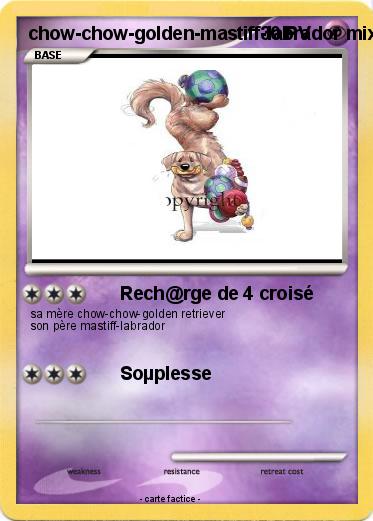 Pokemon chow-chow-golden-mastiff-labrador mix !!!