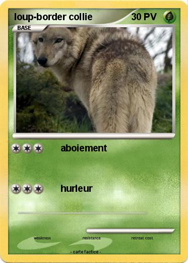 Pokemon loup-border collie