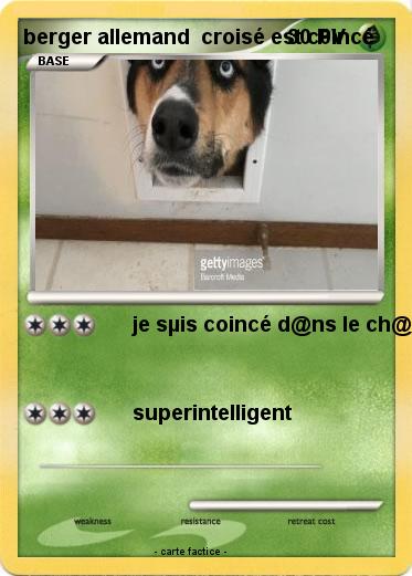 Pokemon berger allemand  croisé est c0incé