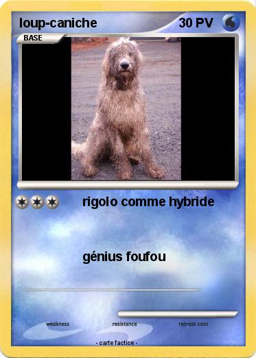 Pokemon loup-caniche