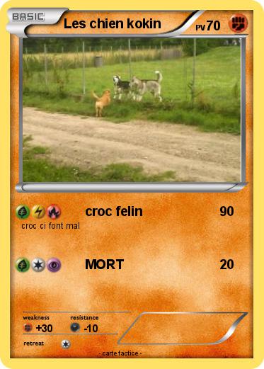 Pokemon Les chien kokin