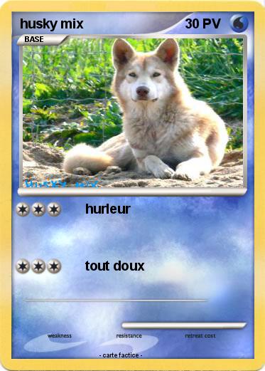 Pokemon husky mix