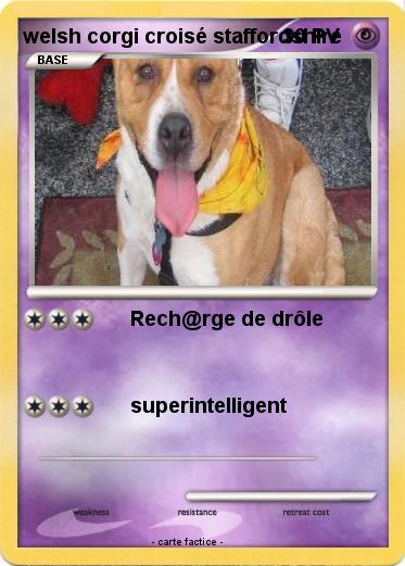 Pokemon welsh corgi croisé staffordshire