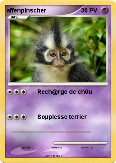 Pokemon affenpinscher