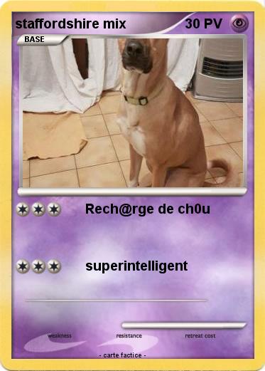 Pokemon staffordshire mix
