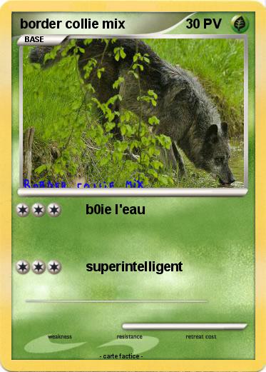 Pokemon border collie mix