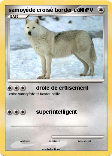 Pokemon samoyède croisé border collie