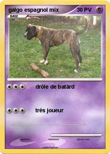 Pokemon galgo espagnol mix