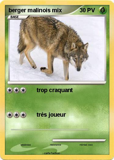 Pokemon berger malinois mix