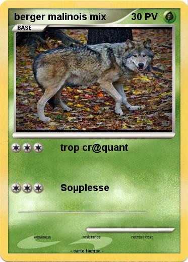 Pokemon berger malinois mix