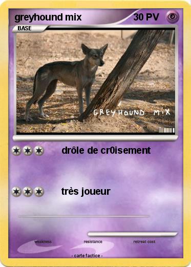 Pokemon greyhound mix