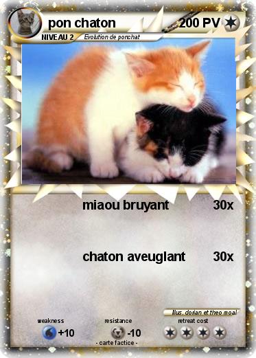 Pokemon pon chaton