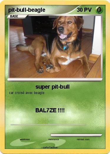 Pokemon pit-bull-beagle