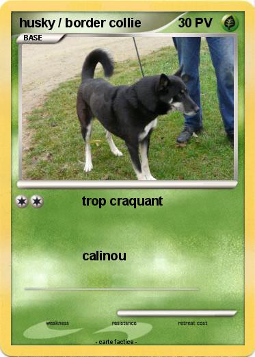 Pokemon husky / border collie