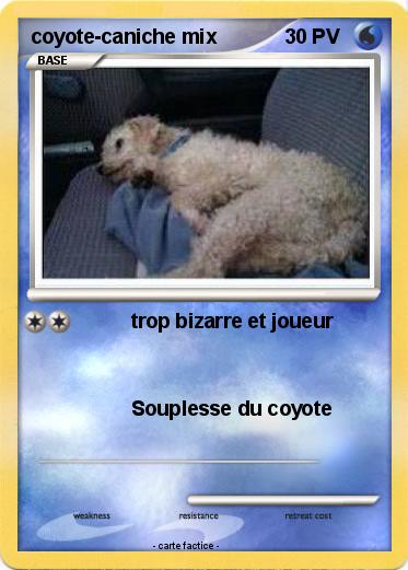 Pokemon coyote-caniche mix
