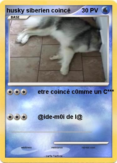 Pokemon husky siberien coincé